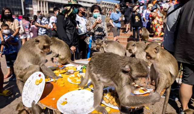 Tayland sınırında 143 maymun mavi torbalarda yakalandı