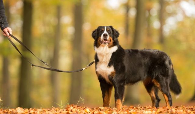 Yukarı Avusturya’da Köpeğin Devirdiği 64 Yaşındaki Kadın Hayatını Kaybetti