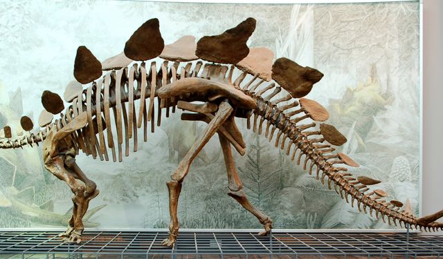 70 milyon yıllık kayıp dinozor evine dönüyor