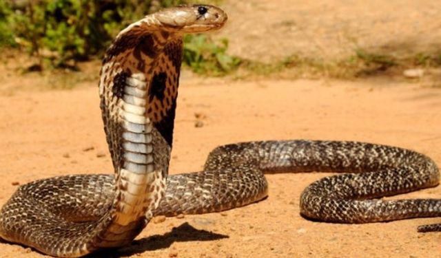 Dünyanın en işlek tren ağını kral kobralar istila etti