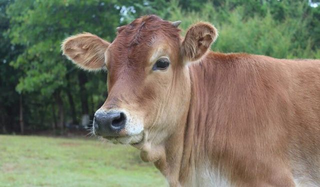 Vorarlberg’te ineğe kötü muamele eden çiftçiye ömür boyu hayvan besleme yasağı getirildi