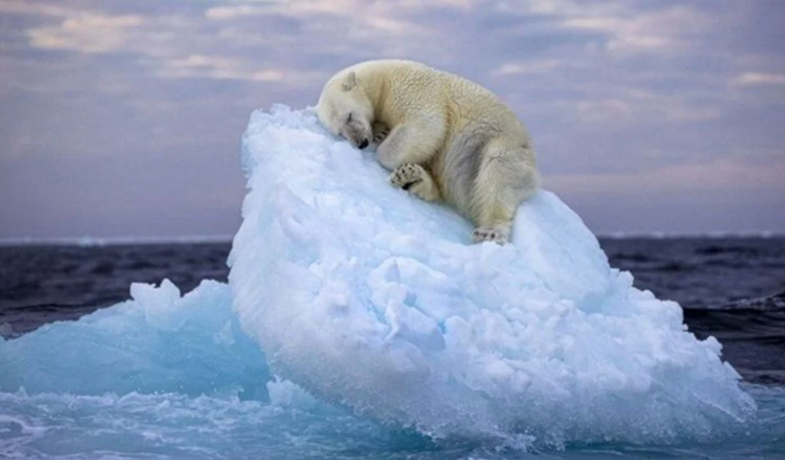 Uydu görüntüleri ortaya çıkardı. Buzullar eriyor, penguenler yok oluyor