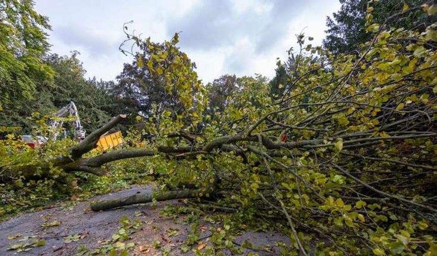 Lainzer Tiergarten’de Üzerine Ağaç Düşen İşçi Hayatını Kaybetti