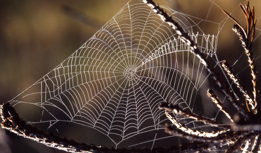 Dünyanın en büyük örümcek ağı keşfedildi: 111 bin örümcek aynı mağarada
